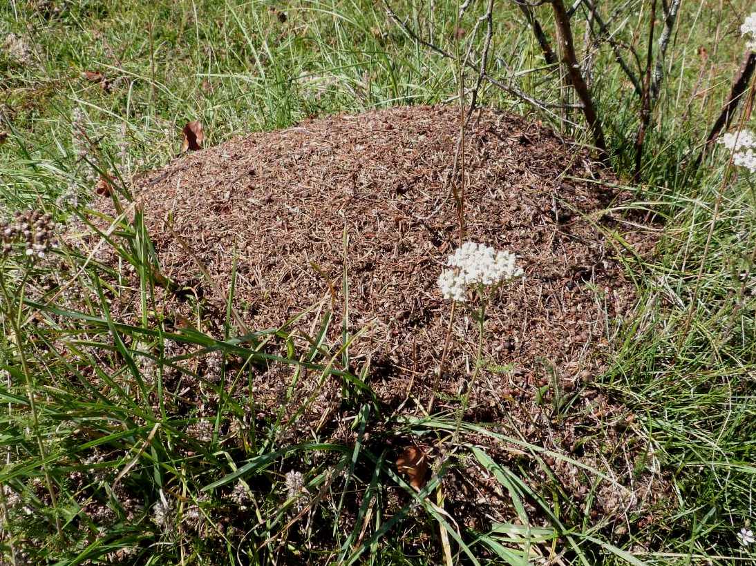 Formica: sar la rufa?